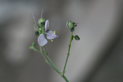 Aneilema ovalifolium